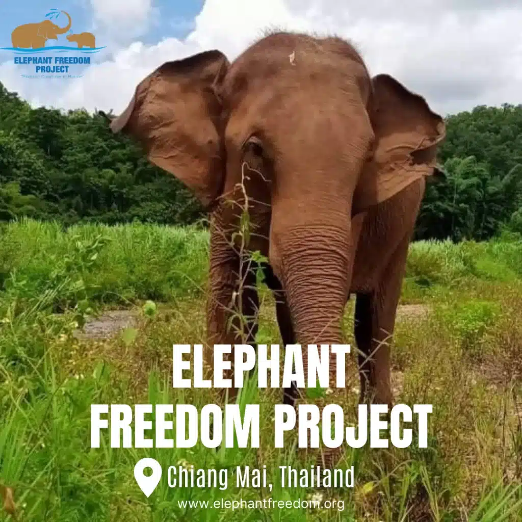 An elephant standing in a field near a zipline in Chiang Mai.